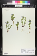 Scutellaria brittonii image