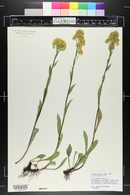 Solidago multiradiata image