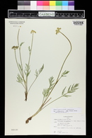 Pseudocymopterus montanus image