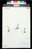 Saxifraga flagellaris image