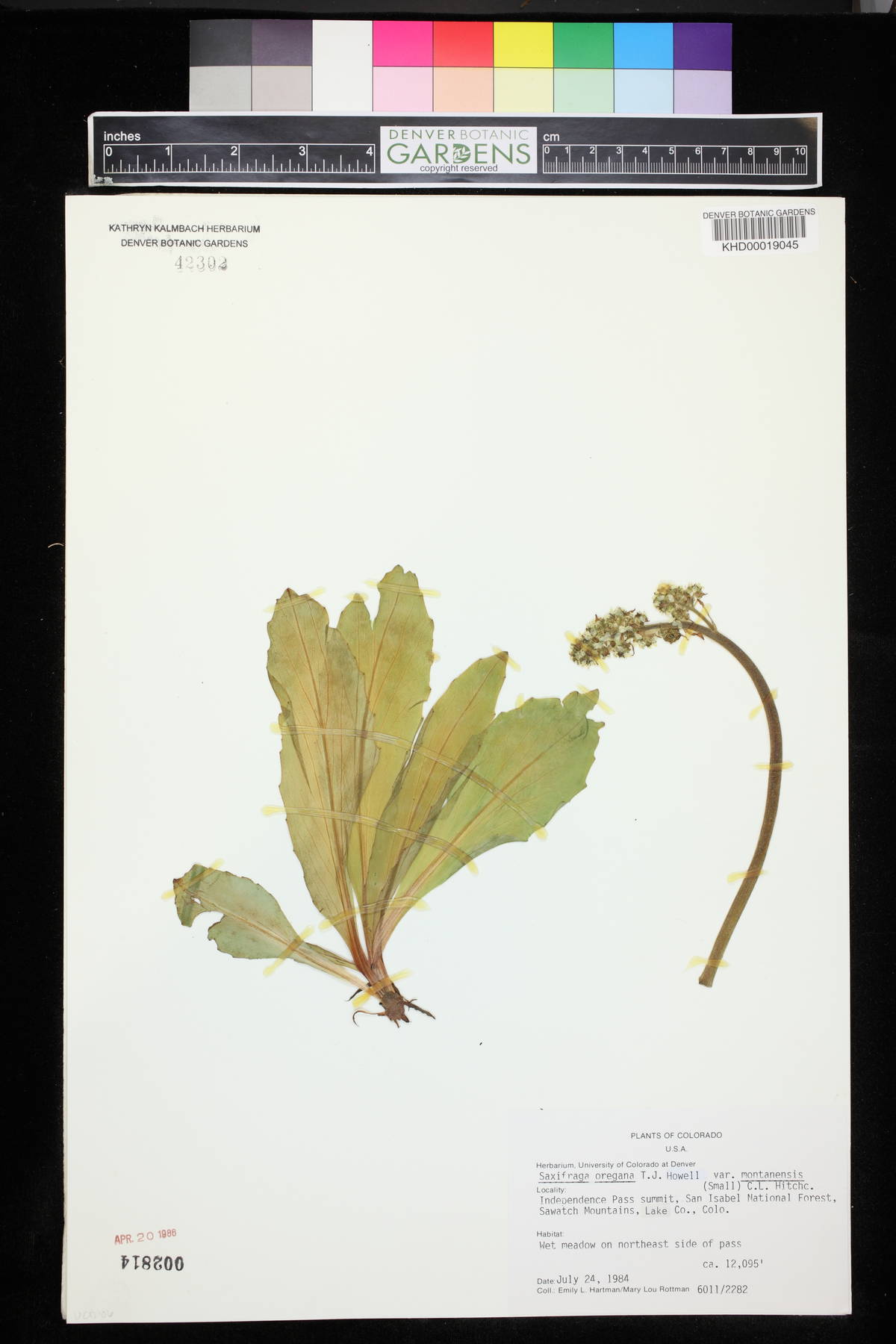 Saxifraga oregana image