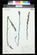 Castilleja rhexiifolia image