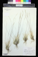 Muhlenbergia filiculmis image