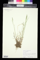 Poa compressa image