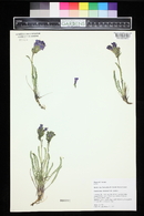 Polemonium viscosum image