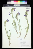 Polemonium viscosum image