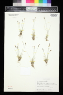 Poa glauca image