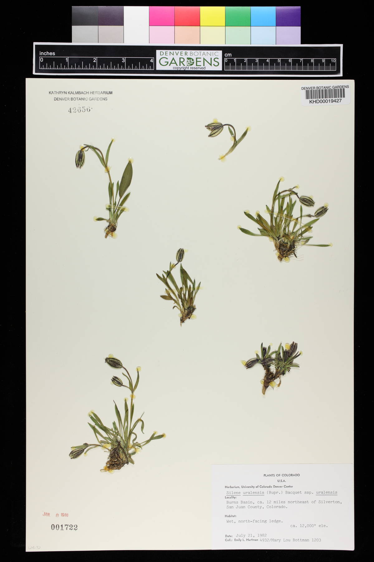 Silene uralensis image