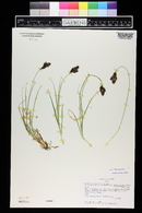 Carex chalciolepis image