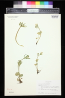 Ranunculus inamoenus image