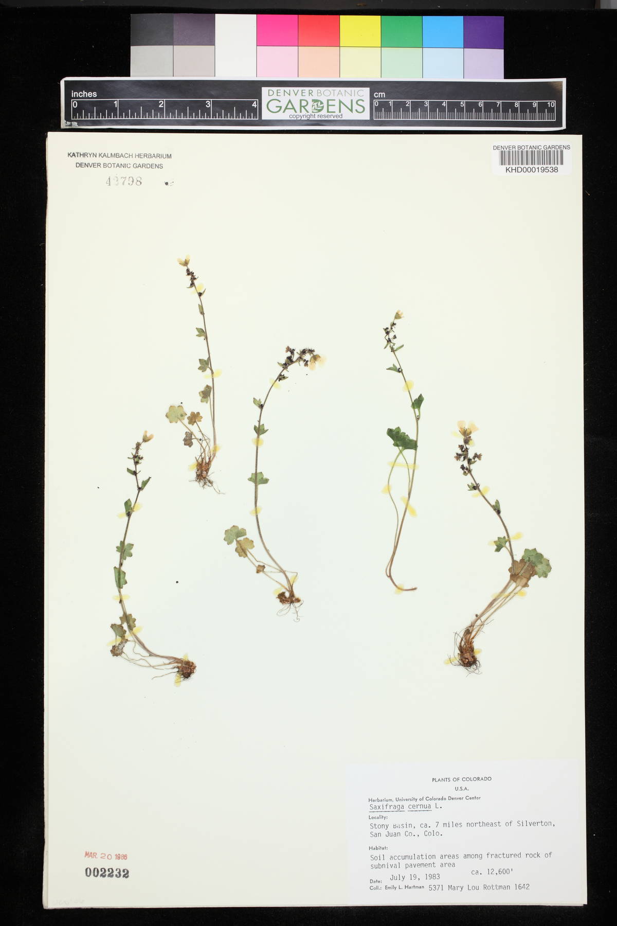 Saxifraga cernua image