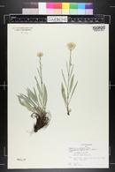 Antennaria pulcherrima image