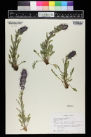 Phacelia sericea image