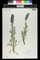 Phacelia sericea image