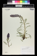 Phacelia sericea image