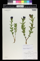 Gentiana parryi image