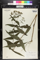 Eupatorium sessilifolium image