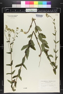 Eupatorium pilosum image