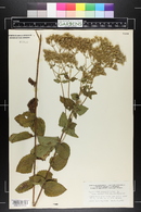 Eupatorium rotundifolium subsp. ovatum image