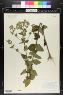 Eupatorium rotundifolium subsp. ovatum image