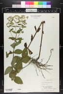 Eupatorium rotundifolium subsp. ovatum image