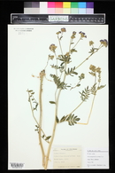 Polemonium foliosissimum image