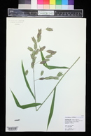 Chasmanthium latifolium image