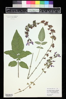 Salvia ringens image