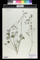 Pelargonium sidoides image