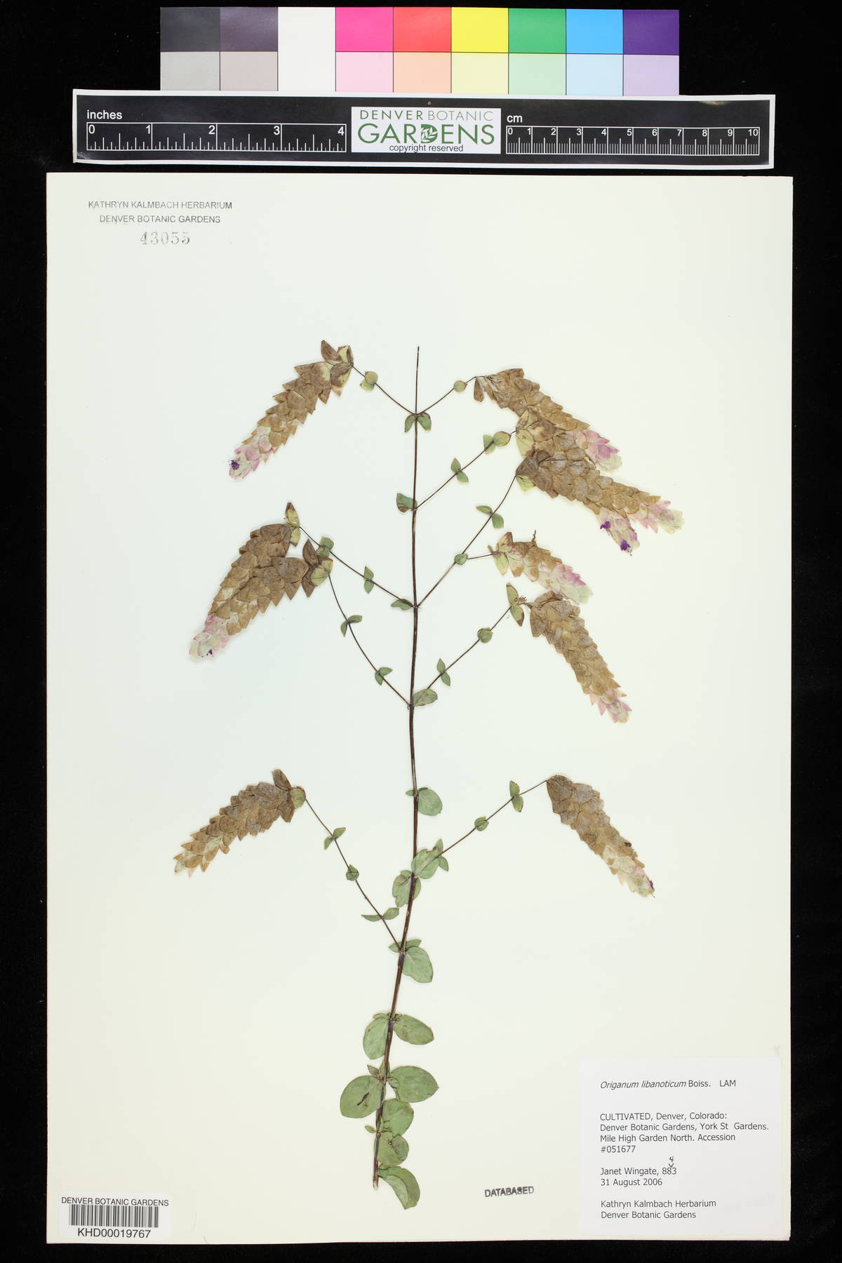 Origanum libanoticum image