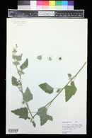 Althaea officinalis image