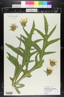 Silphium laciniatum image