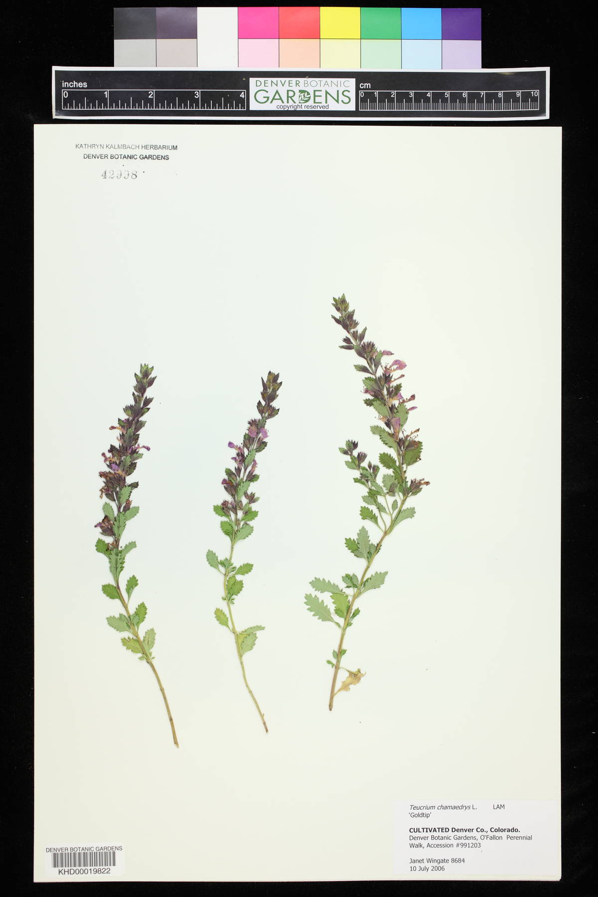 Teucrium chamaedrys image