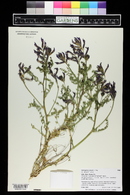 Astragalus preussii var. preussii image