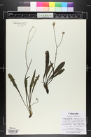 Crepis runcinata image