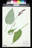 Persicaria amplexicaulis image