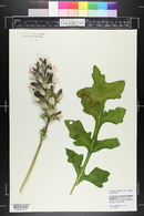 Acanthus hungaricus image