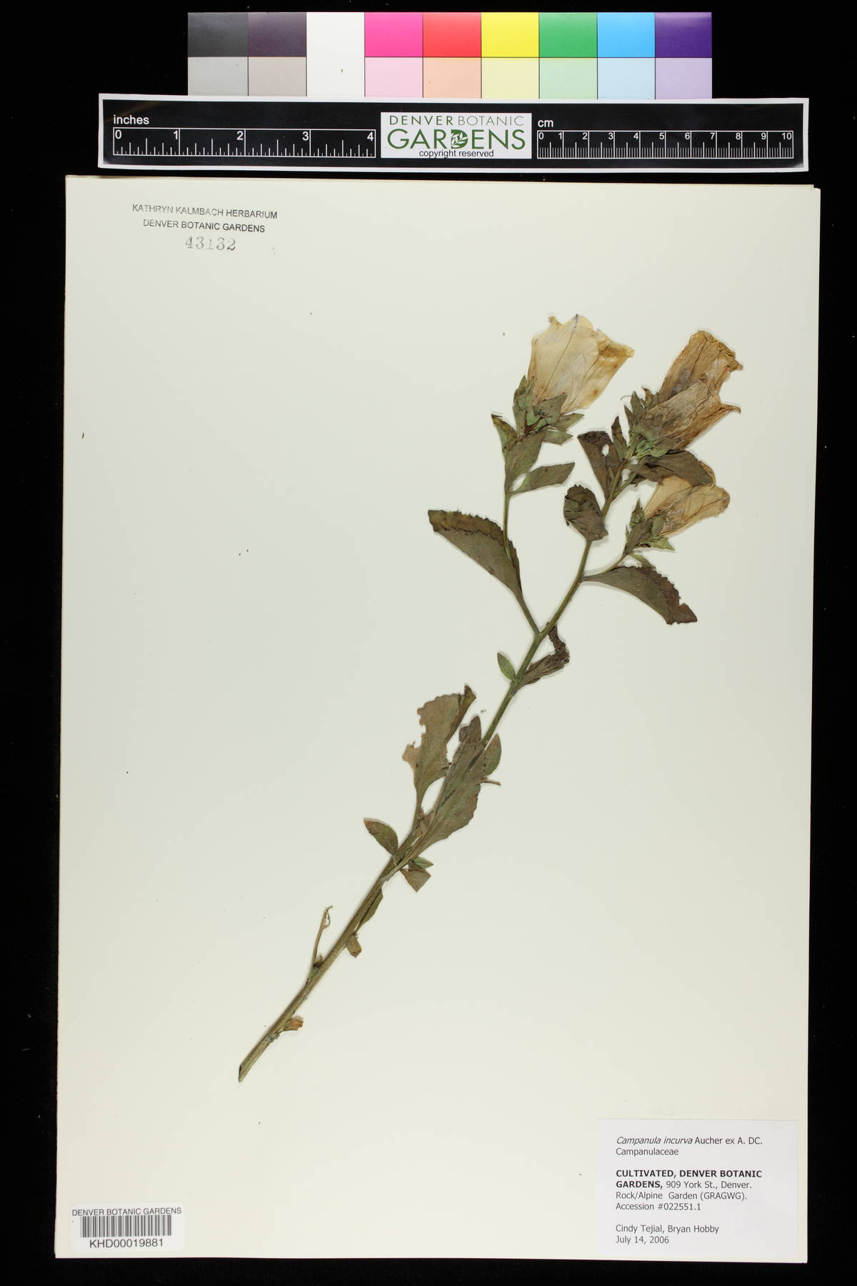Campanula incurva image