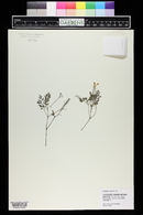 Pseudofumaria lutea image