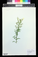 Linum flavum image