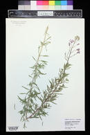 Epilobium fleischeri image