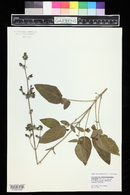 Salvia ringens image