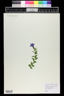 Gentiana septemfida image