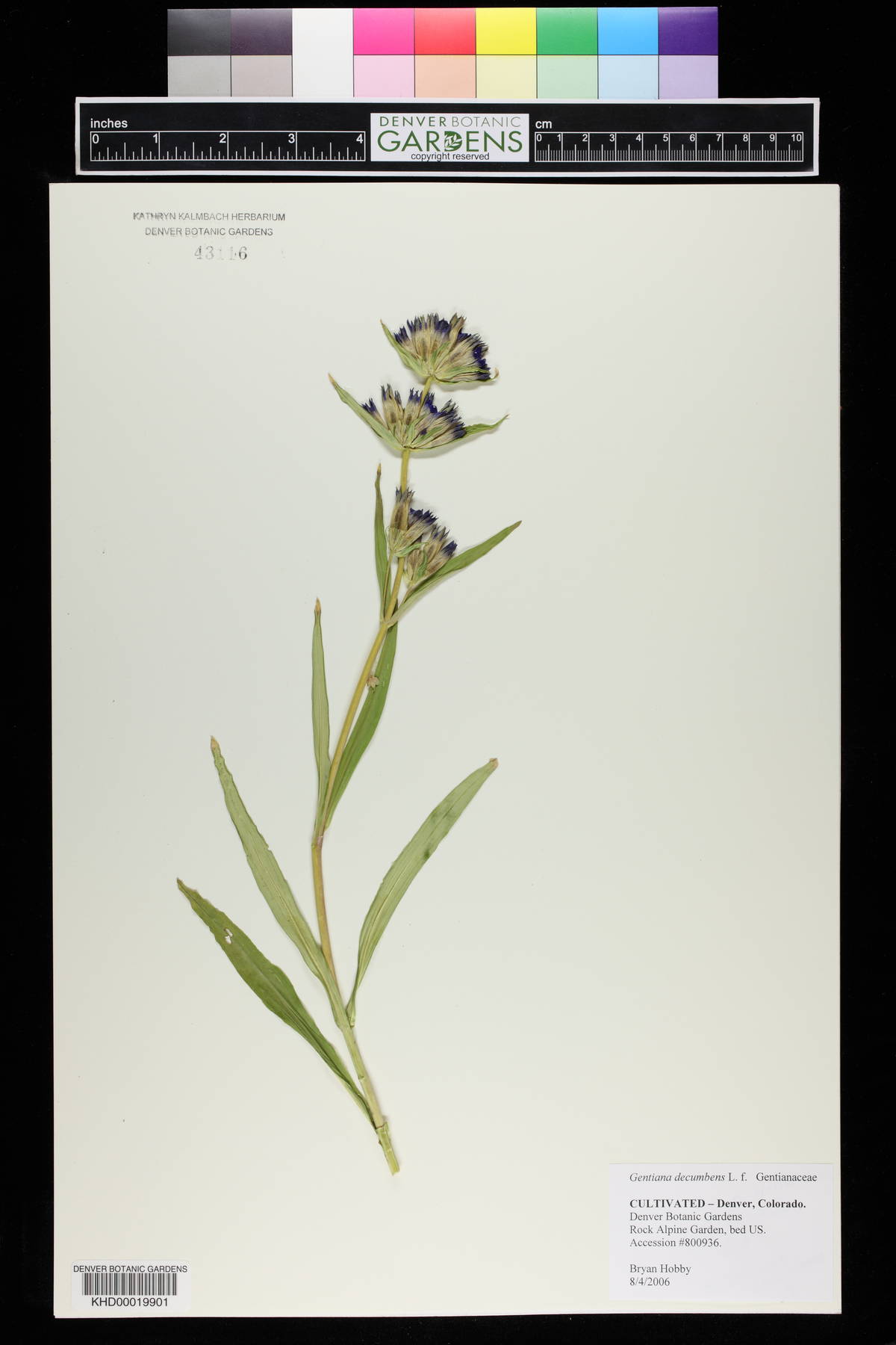 Gentiana decumbens image
