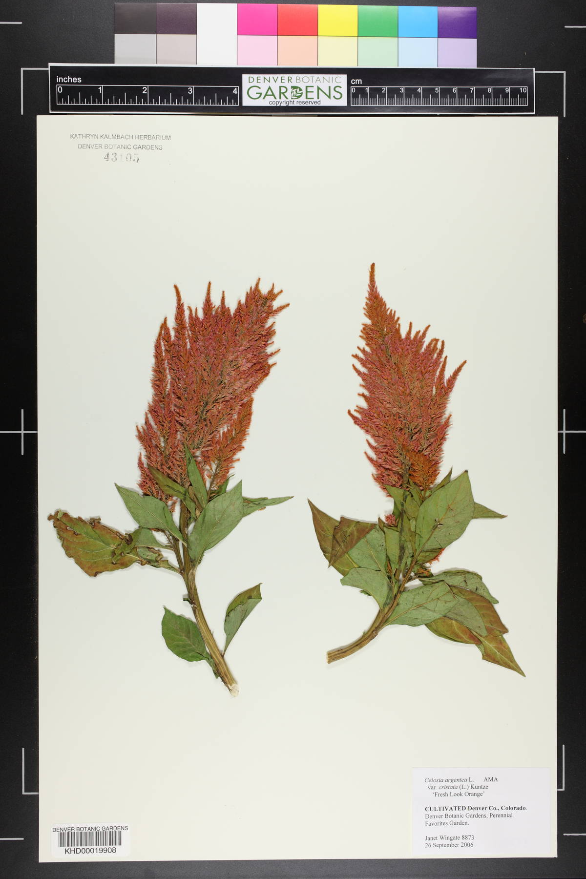 Celosia argentea var. cristata image