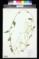 Polygonum baldschuanicum image