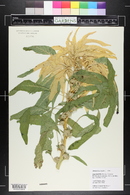 Amaranthus tricolor image