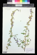 Sphaeralcea incana image