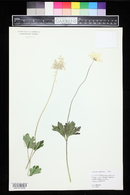 Anemone sylvestris image