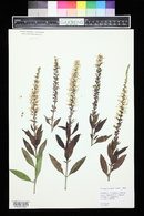 Veronica spicata image